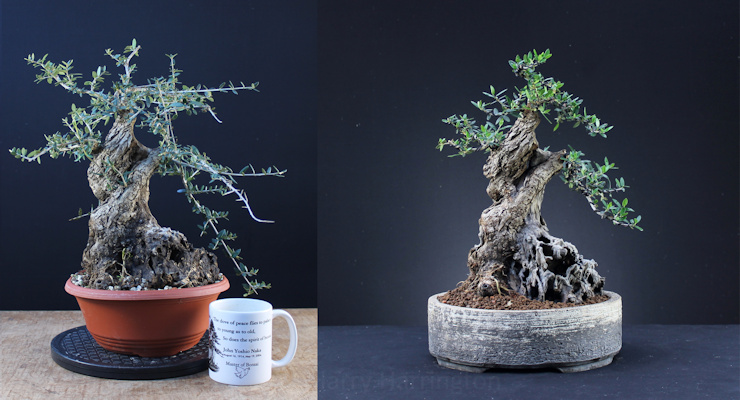 olive bonsai deadwood